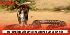 Mơ Thấy Rắn Là Điềm Gì? Giải Mã Giấc Mơ & Con Số May Mắn